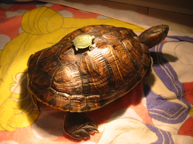 Eared Red How Turtles Get Do Slider Big Eared Red How Turtles Get Do Slider Big
